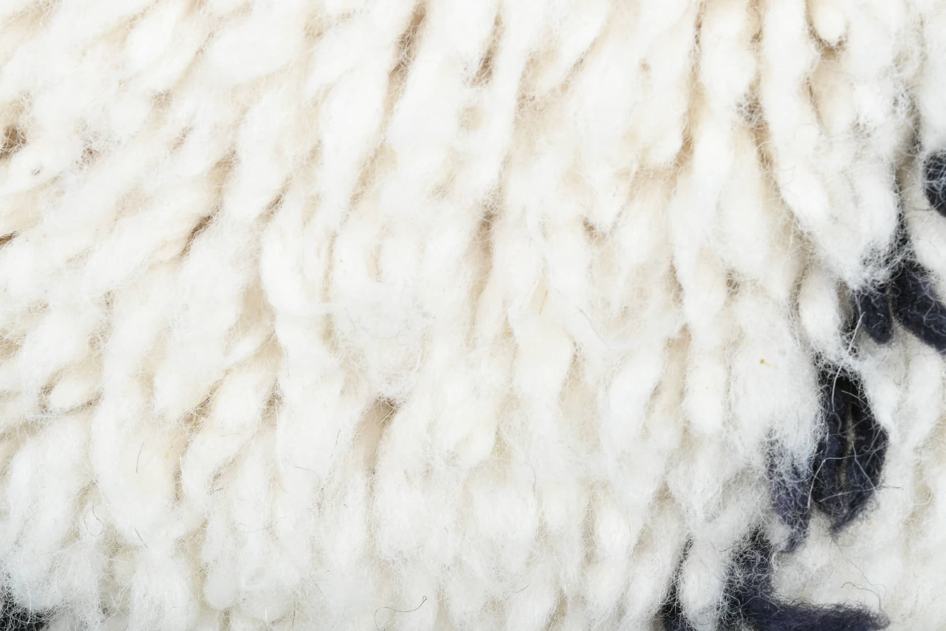 Ivory Lattice Beni Ourain Rug