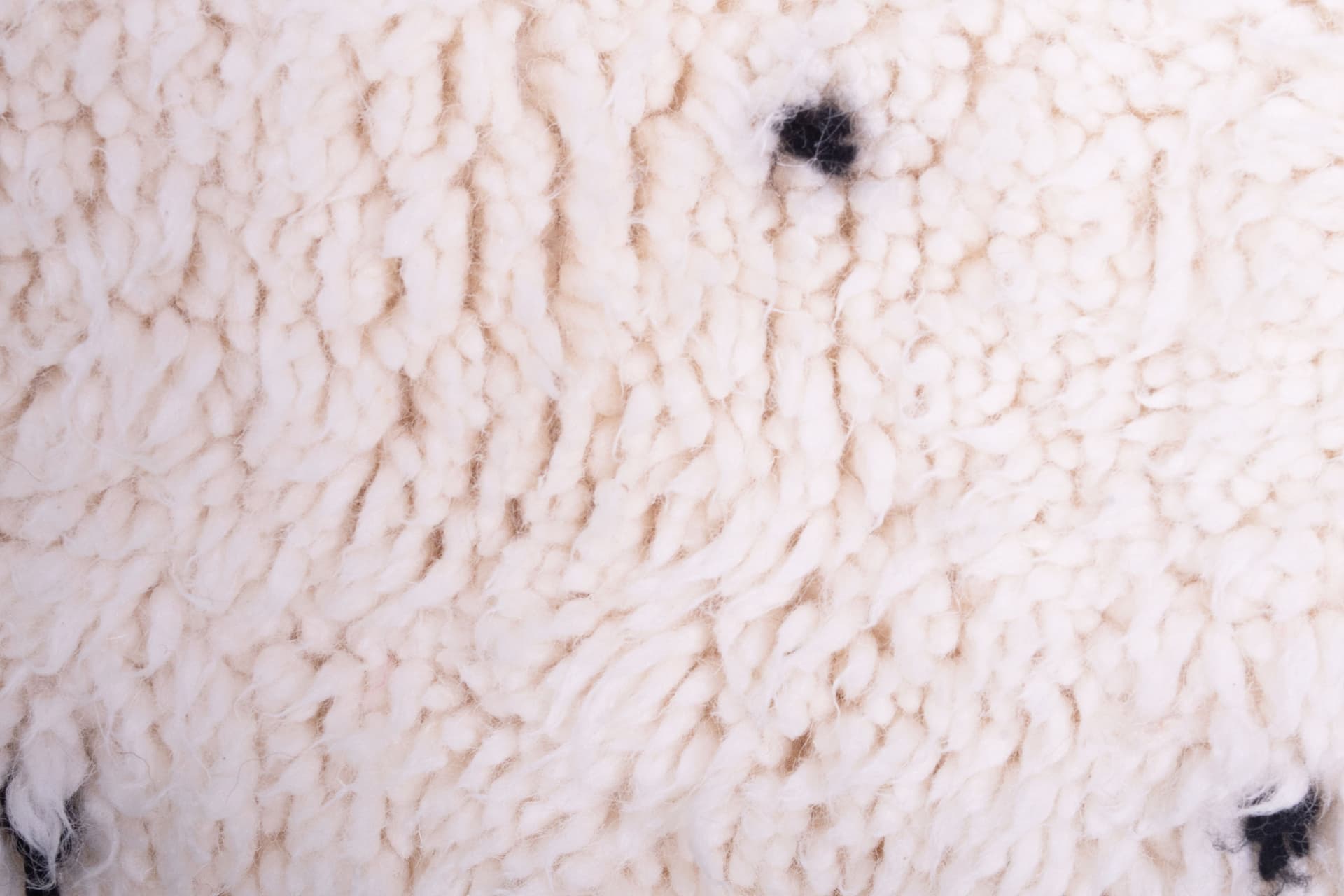 Ivory Black Speckle Beni Ourain Rug